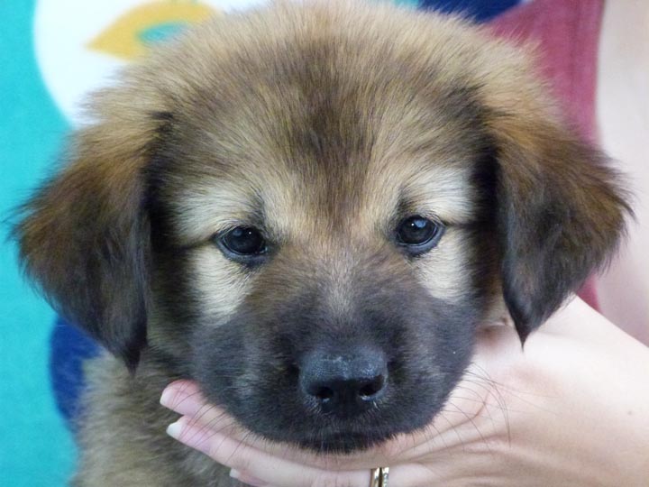 chinook puppy